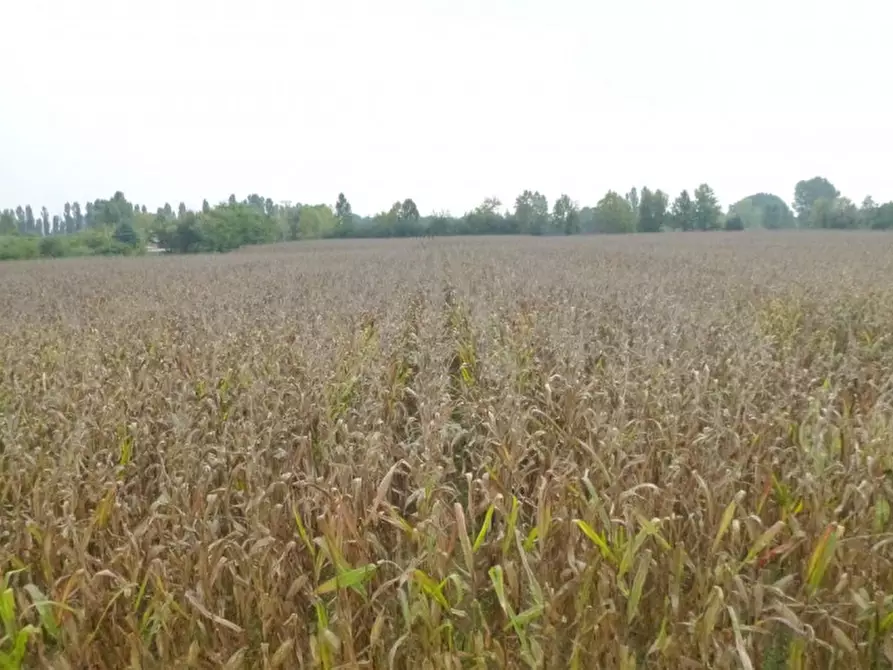 Immagine 1 di Terreno in vendita  in della croce a Mogliano Veneto