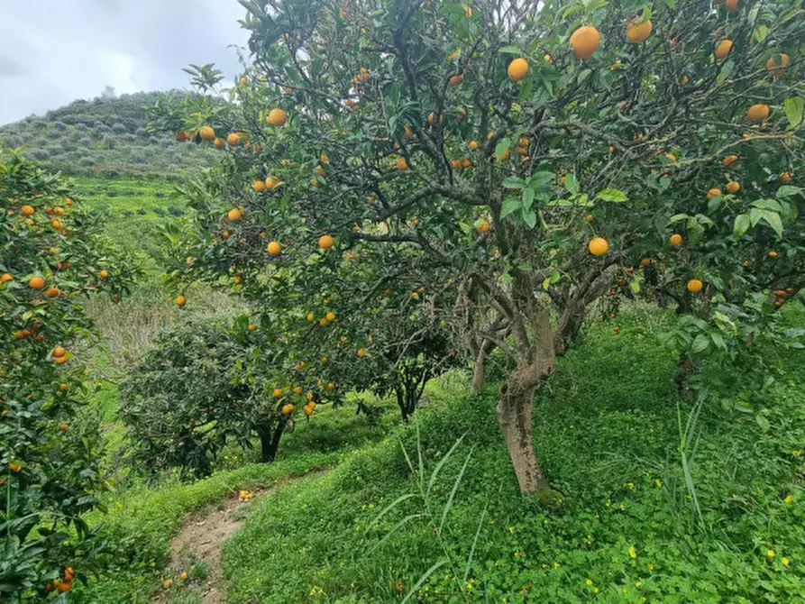 Immagine 5 di Terreno in vendita  in CONTRADA PONTE a Pace Del Mela