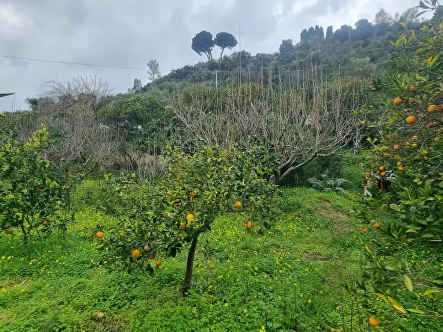Immagine 6 di Terreno in vendita  in CONTRADA PONTE a Pace Del Mela