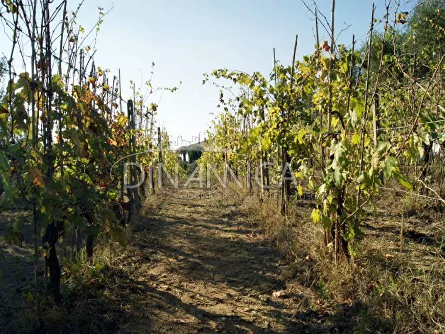 Immagine 4 di Rustico / casale in vendita  a Montopoli In Val D'arno