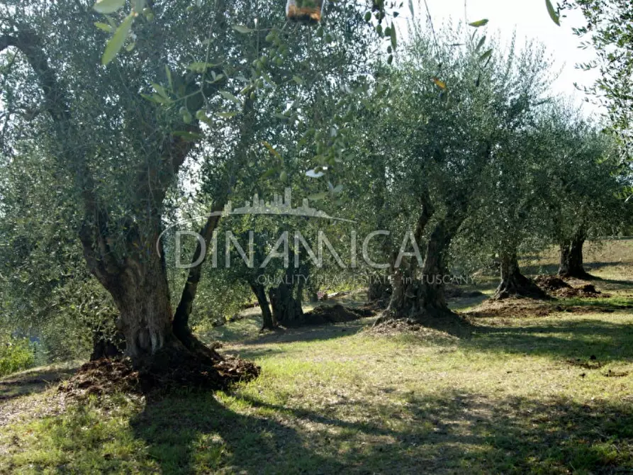 Immagine 26 di Rustico / casale in vendita  a Montopoli In Val D'arno