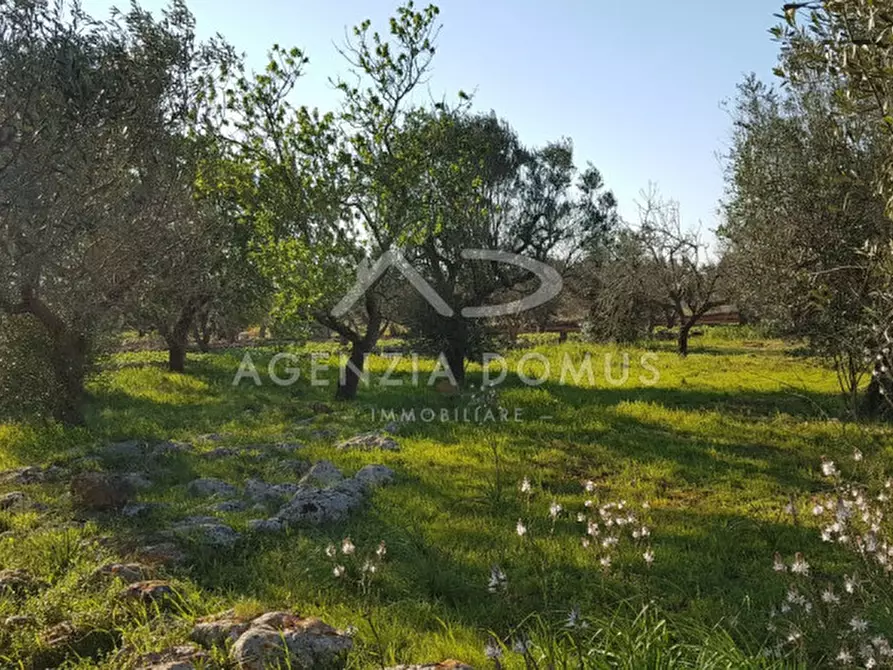 Immagine 5 di Terreno in vendita  a Racale