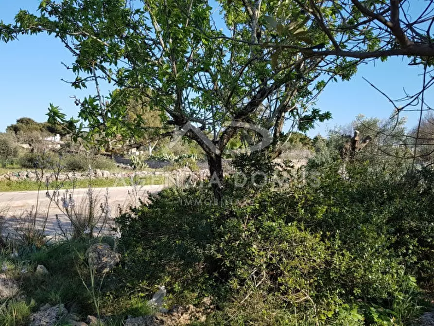 Immagine 8 di Terreno in vendita  a Racale