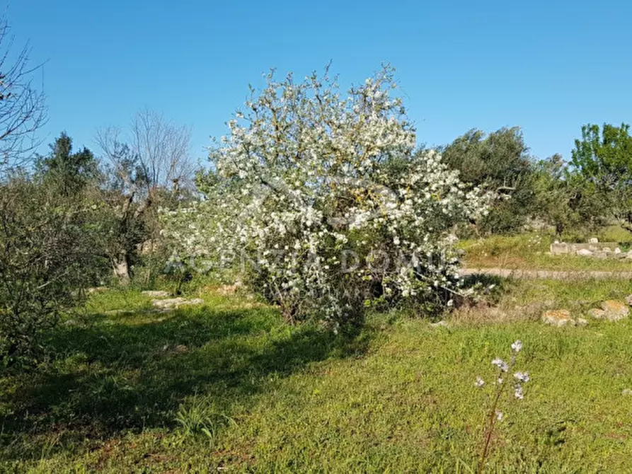 Immagine 11 di Terreno in vendita  a Racale