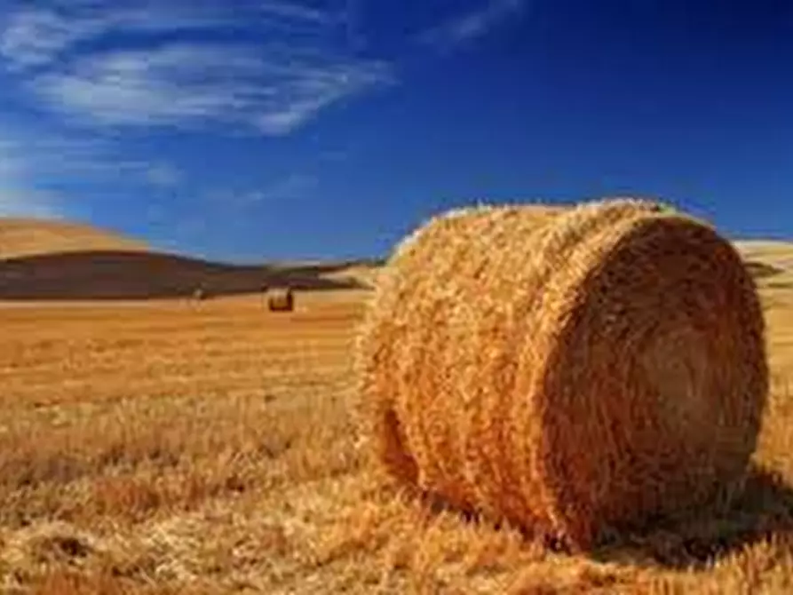 Immagine 2 di Terreno in vendita  in VIA ROMA a Correzzola