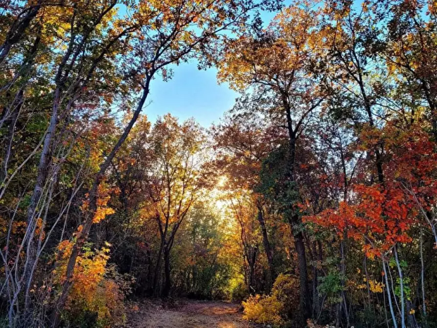 Immagine 5 di Terreno in vendita  a Alonte