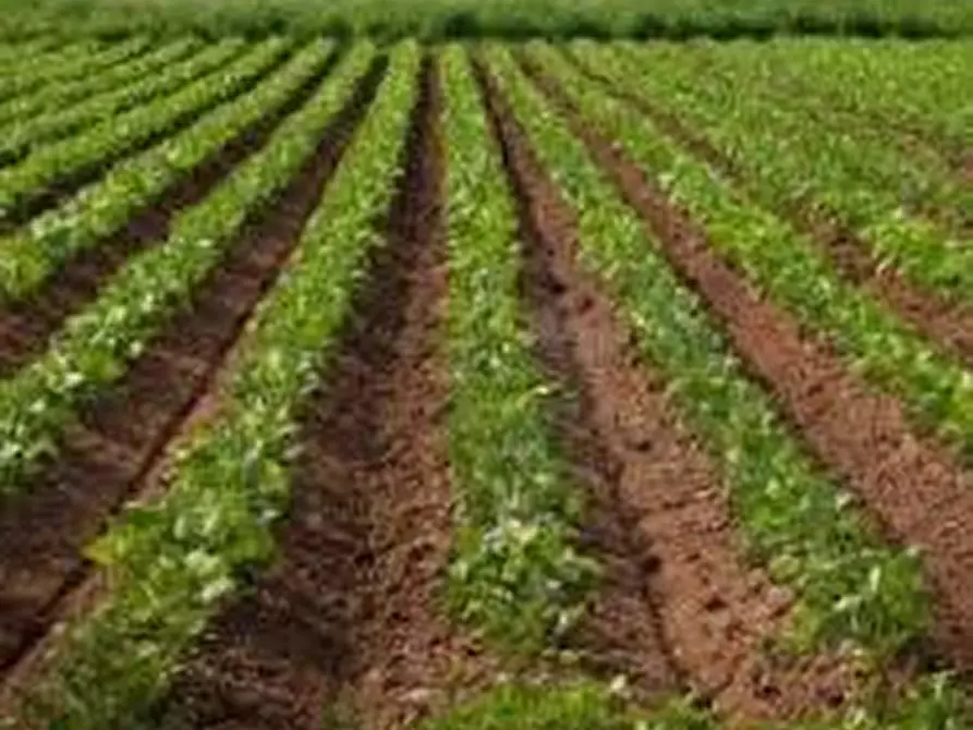 Immagine 4 di Terreno in vendita  in VIA MOROSINA a Ponso