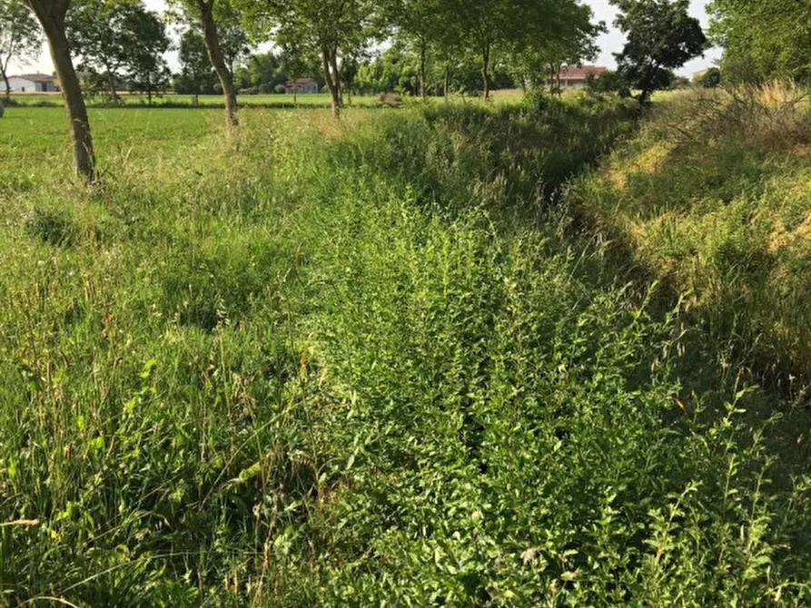 Immagine 4 di Terreno in vendita  in via conselvana a Masera' Di Padova