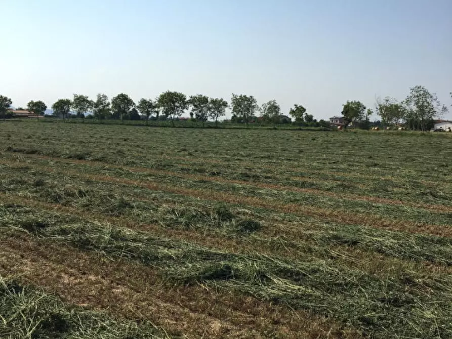 Immagine 8 di Terreno in vendita  in via conselvana a Masera' Di Padova