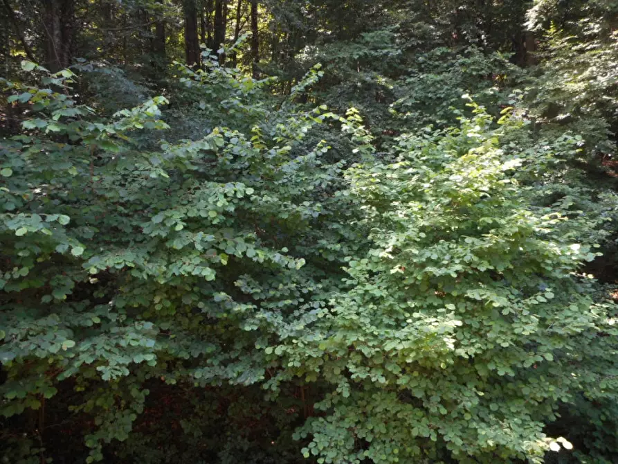 Immagine 20 di Casa indipendente in vendita  in viale dei finanzieri a Tonezza Del Cimone
