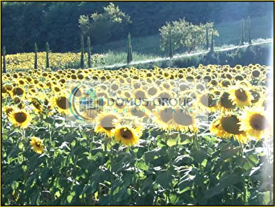 Immagine 25 di Rustico / casale in affitto  in via del Commercio Sud a Casciana Terme Lari