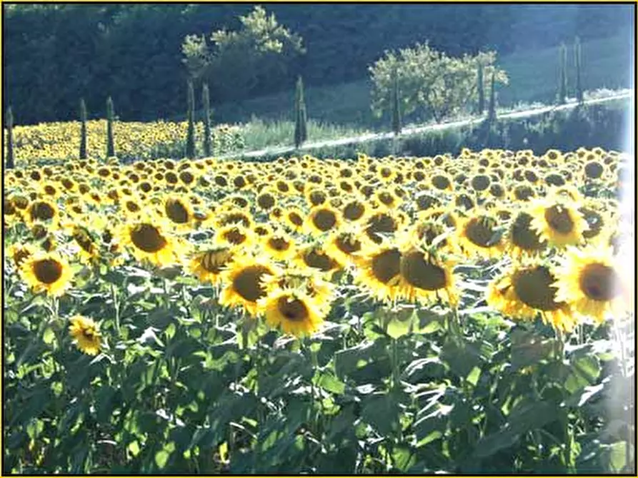 Immagine 73 di Rustico / casale in affitto  in via del Commercio Sud a Casciana Terme Lari
