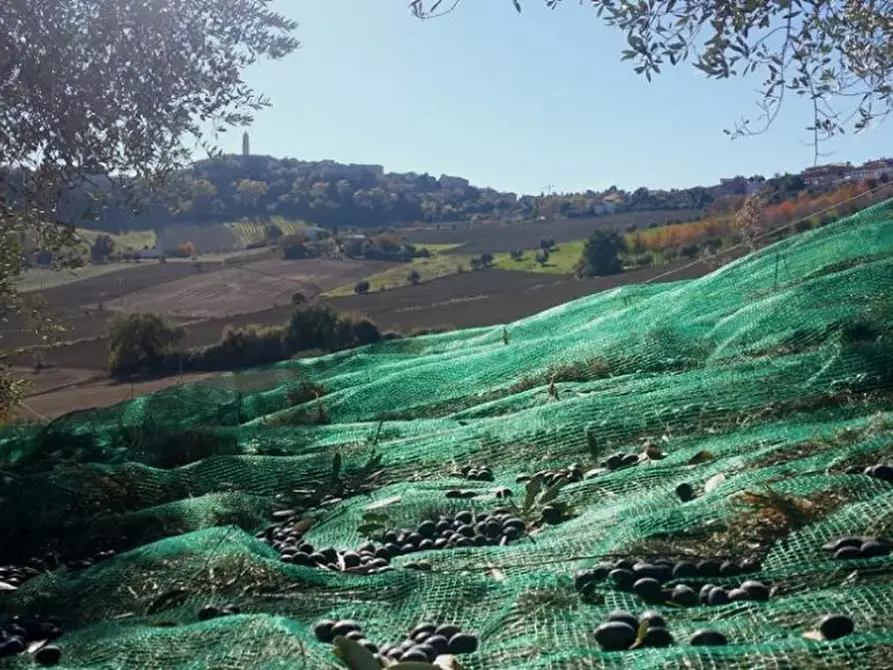 Immagine 19 di Agriturismo in vendita  in Petritoli a Petritoli