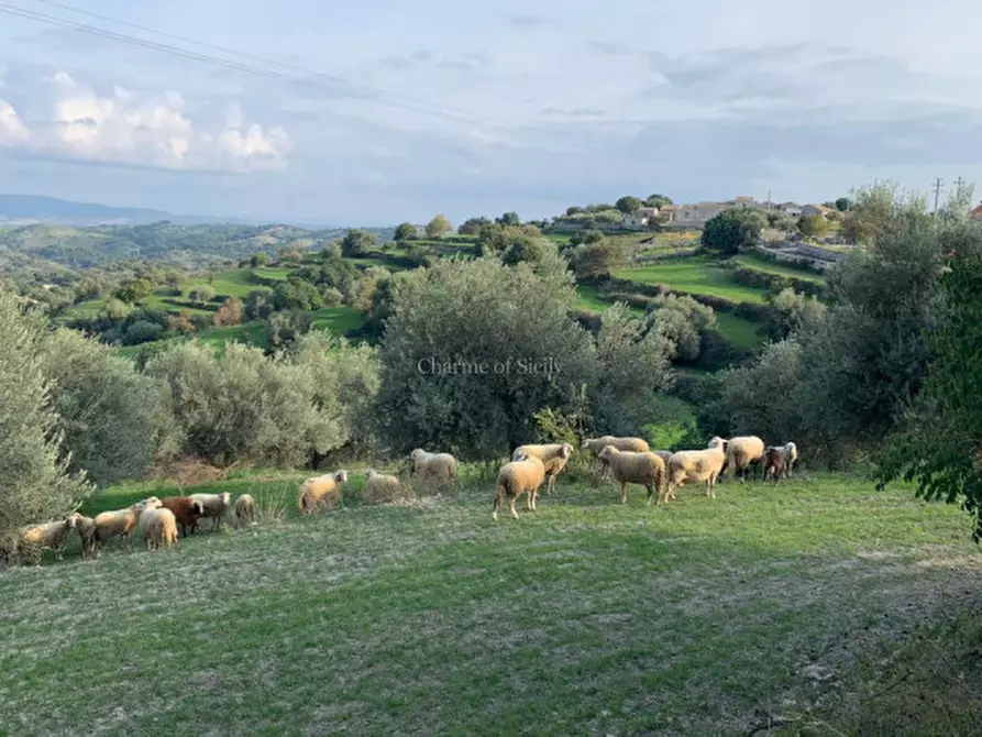 Immagine 47 di Rustico / casale in vendita  in Provinciale 107 a Modica