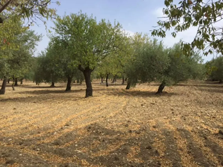 Immagine 15 di Rustico / casale in vendita  in Provinciale 56 a Noto