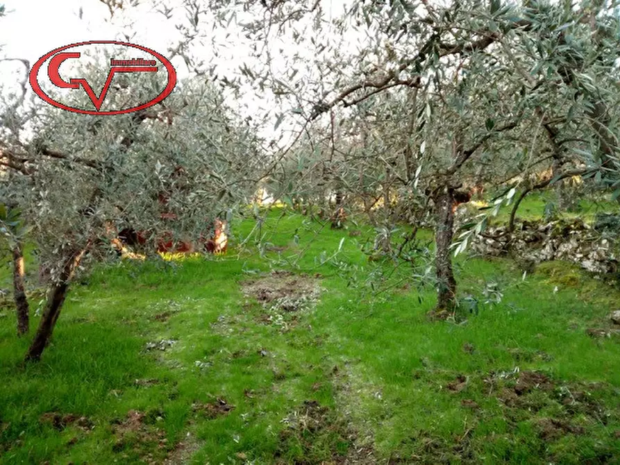 Immagine 2 di Terreno in vendita  in San Pancrazio a Bucine