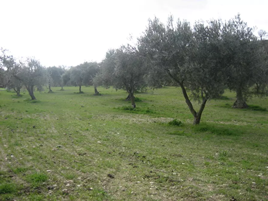 Immagine 9 di Terreno in vendita  in c.da mandrevecchie a Giarratana