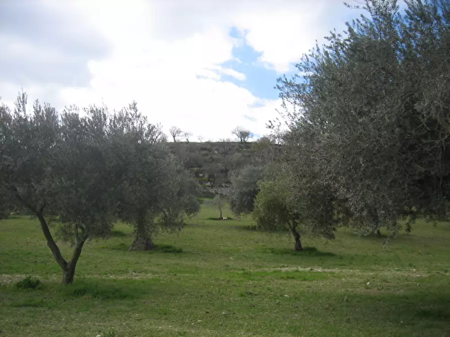 Immagine 10 di Terreno in vendita  in c.da mandrevecchie a Giarratana