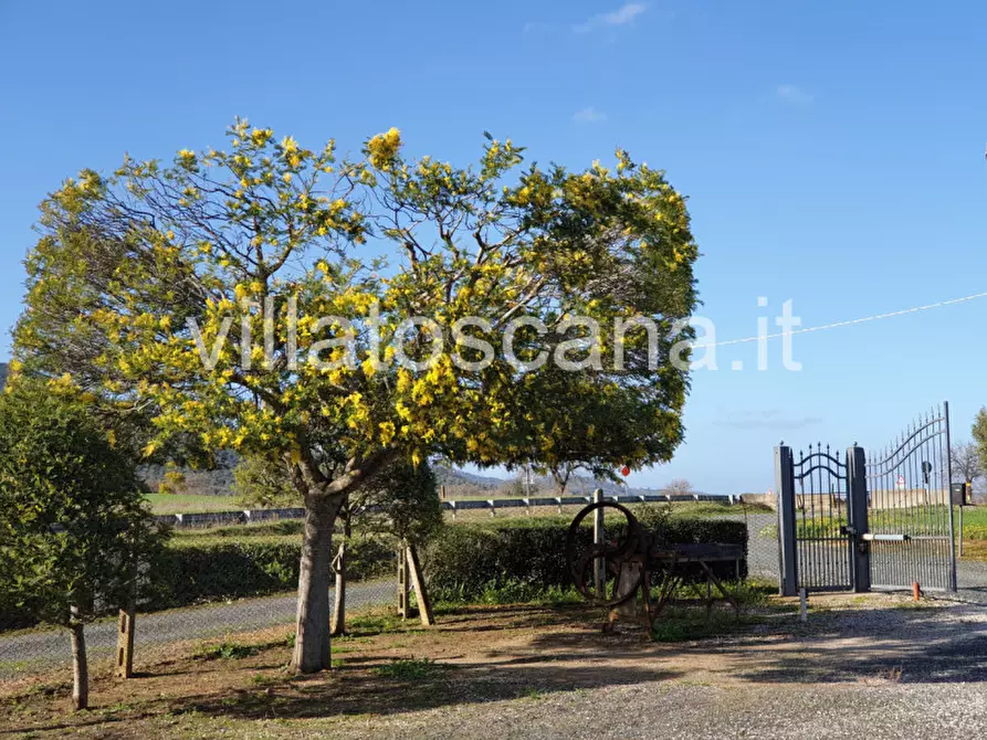 Immagine 4 di Rustico / casale in vendita  a Castiglione Della Pescaia
