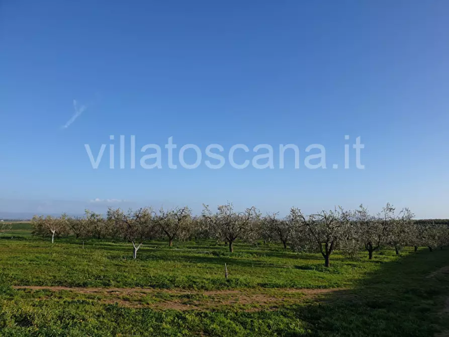 Immagine 43 di Rustico / casale in vendita  a Castiglione Della Pescaia