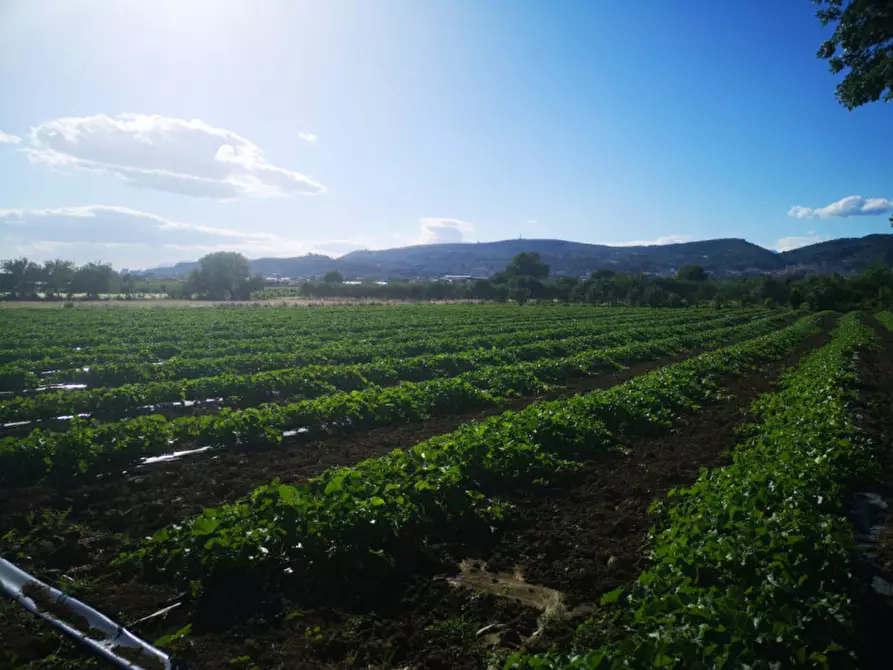 Immagine 2 di Terreno in vendita  in via acqua dei pioppi a Eboli
