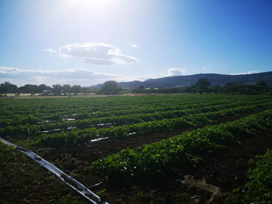Immagine 3 di Terreno in vendita  in via acqua dei pioppi a Eboli