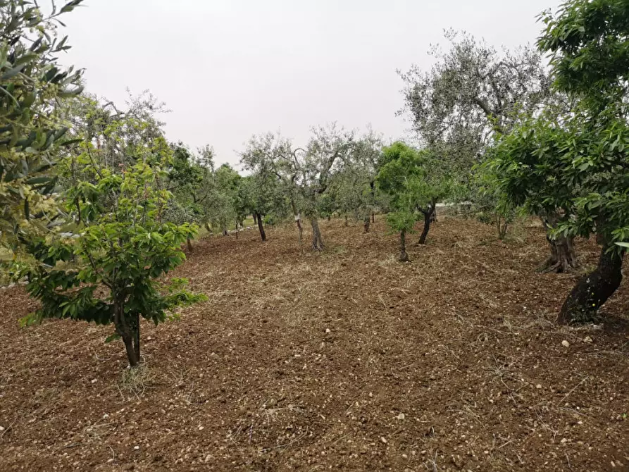 Immagine 6 di Terreno in vendita  in contrada procida a Modugno