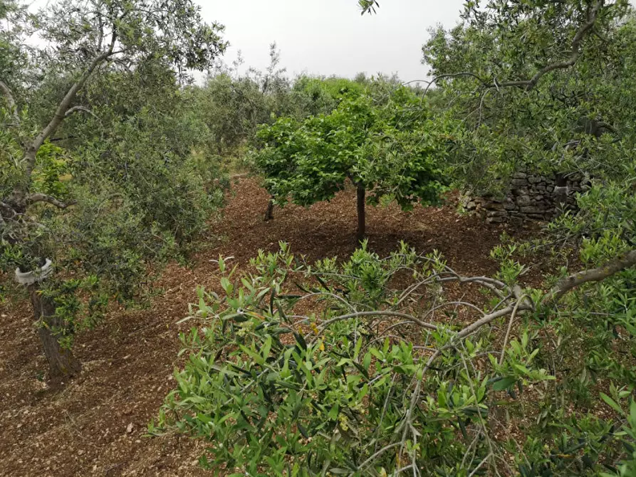 Immagine 11 di Terreno in vendita  in contrada procida a Modugno