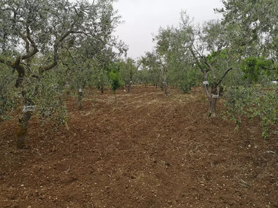 Immagine 13 di Terreno in vendita  in contrada procida a Modugno