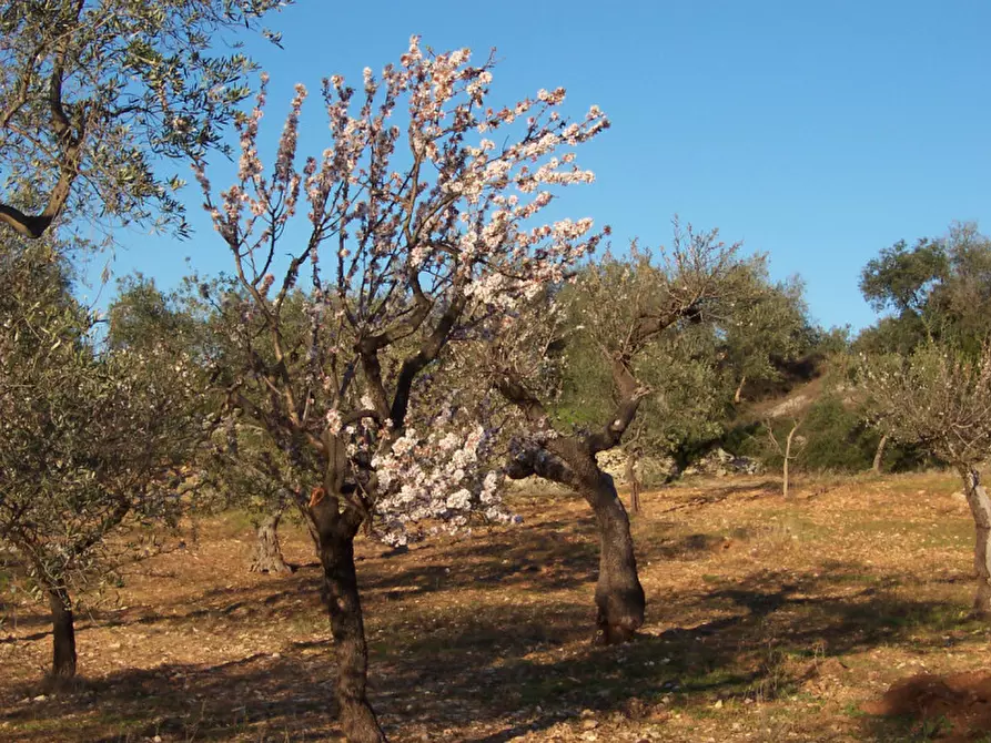 Immagine 1 di Terreno in vendita  in SP BITETTO a Modugno