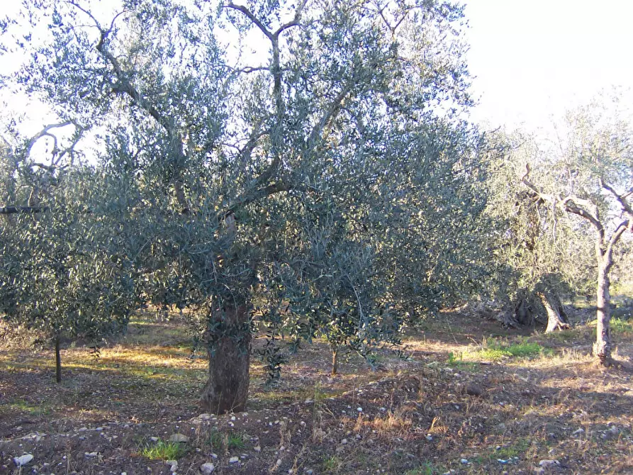 Immagine 1 di Terreno in vendita  in CONTRADA PROCIDA a Modugno