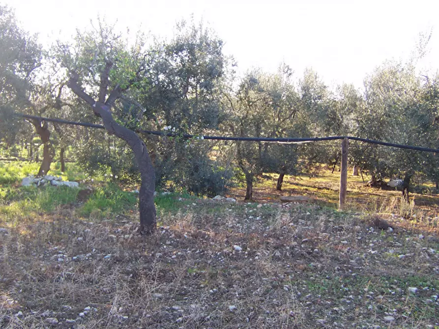 Immagine 4 di Terreno in vendita  in CONTRADA PROCIDA a Modugno