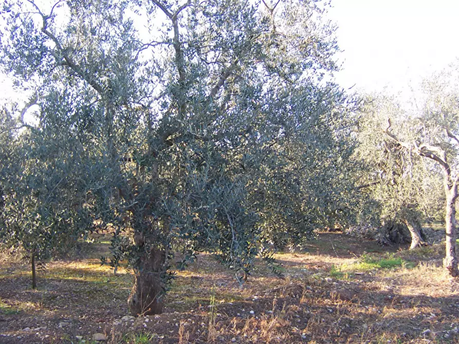 Immagine 5 di Terreno in vendita  in CONTRADA PROCIDA a Modugno