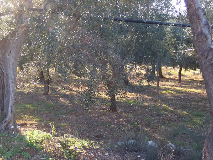 Immagine 6 di Terreno in vendita  in CONTRADA PROCIDA a Modugno