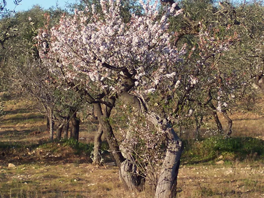 Immagine 8 di Terreno in vendita  in CONTRADA PROCIDA a Modugno