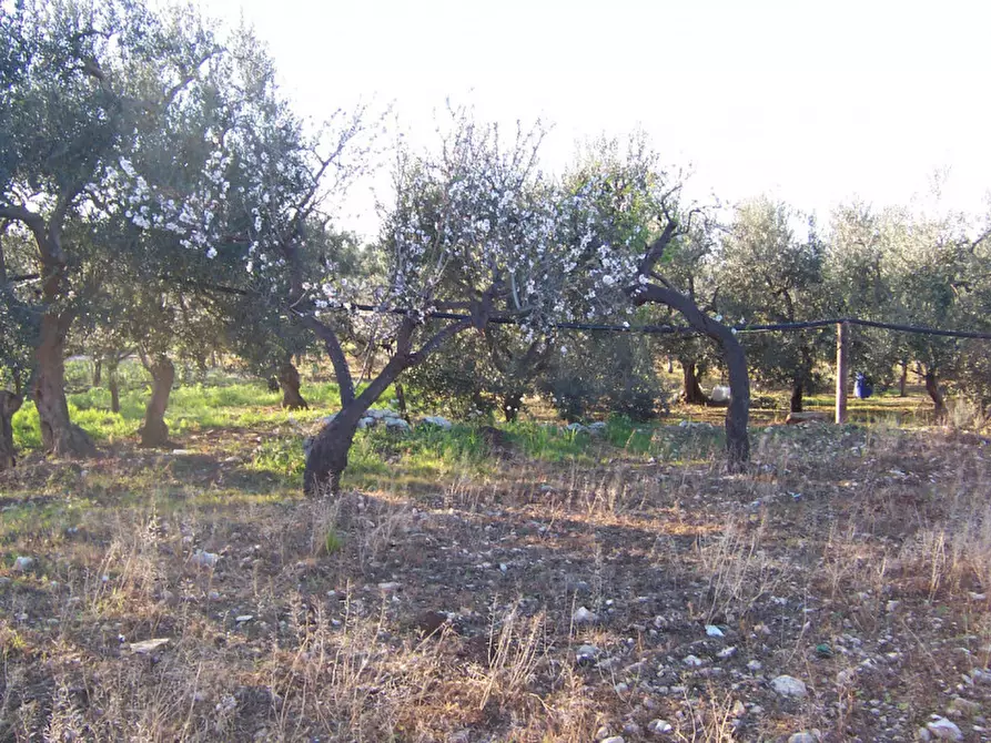 Immagine 9 di Terreno in vendita  in CONTRADA PROCIDA a Modugno