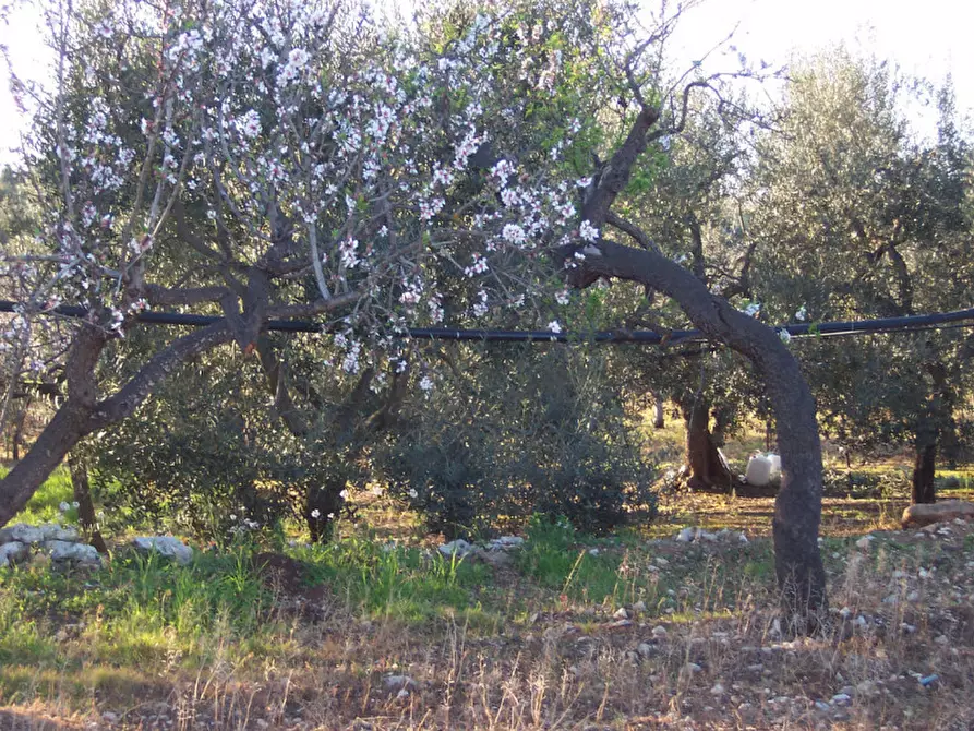 Immagine 10 di Terreno in vendita  in CONTRADA PROCIDA a Modugno