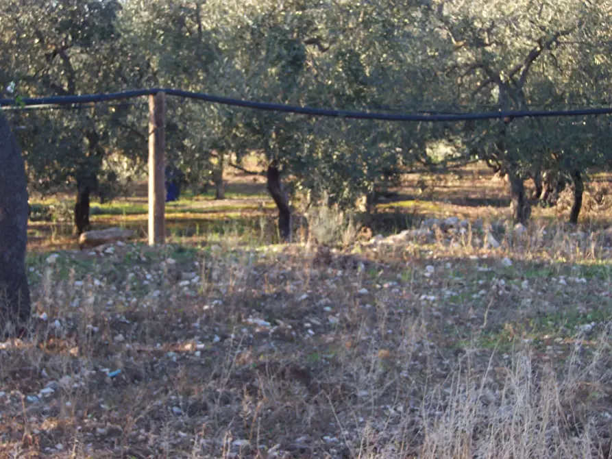 Immagine 11 di Terreno in vendita  in CONTRADA PROCIDA a Modugno
