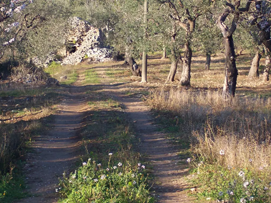 Immagine 12 di Terreno in vendita  in CONTRADA PROCIDA a Modugno