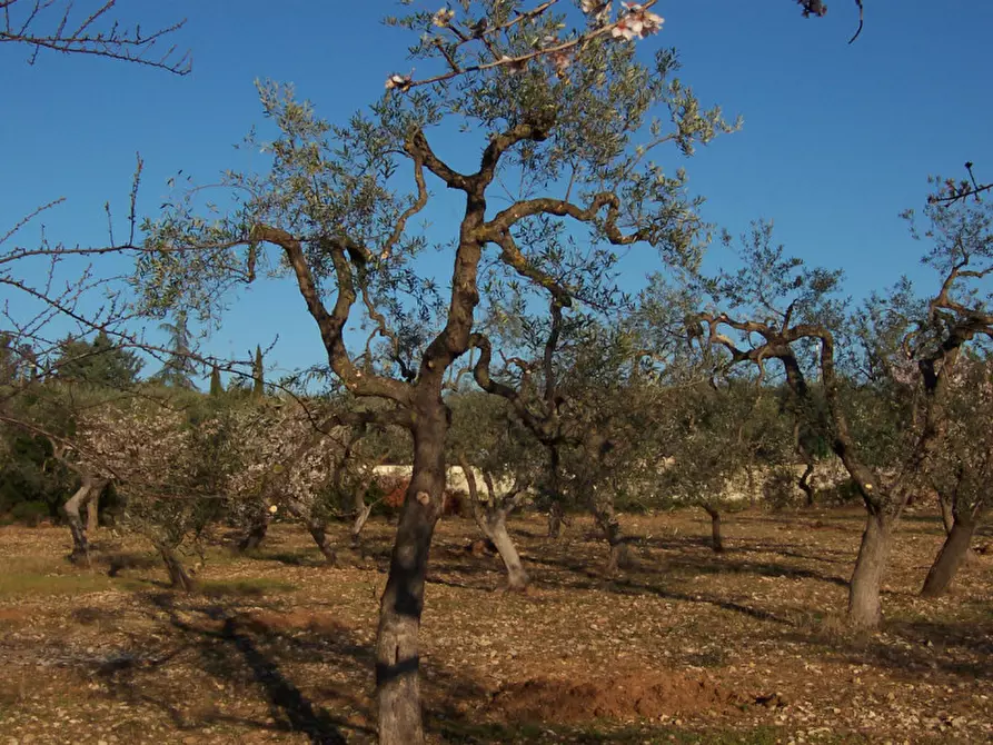 Immagine 13 di Terreno in vendita  in CONTRADA PROCIDA a Modugno