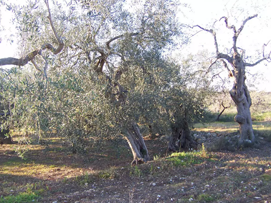 Immagine 14 di Terreno in vendita  in CONTRADA PROCIDA a Modugno