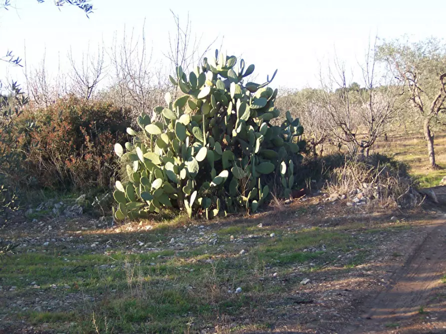 Immagine 15 di Terreno in vendita  in CONTRADA PROCIDA a Modugno