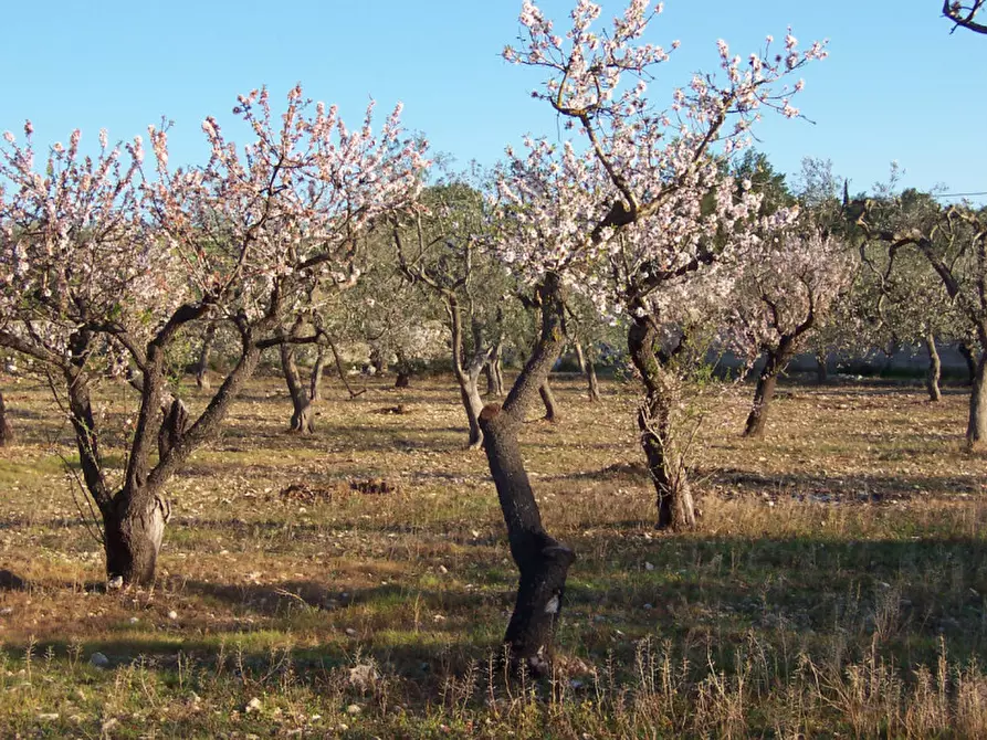 Immagine 16 di Terreno in vendita  in CONTRADA PROCIDA a Modugno
