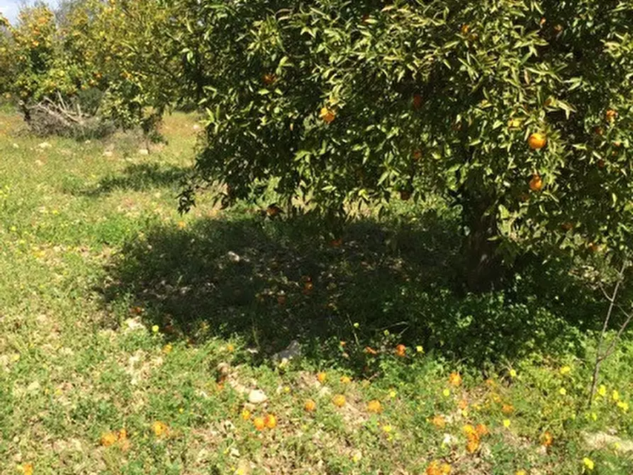 Immagine 2 di Terreno in vendita  in Contrada Pirainito a Rosolini