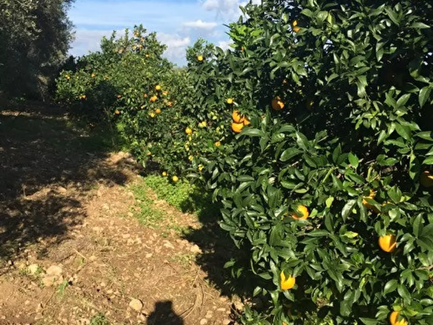 Immagine 5 di Terreno in vendita  in Contrada Pirainito a Rosolini