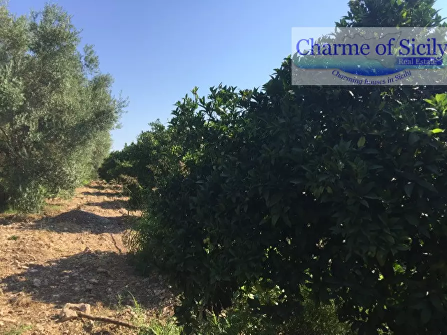 Immagine 8 di Terreno in vendita  in Contrada Pirainito a Rosolini