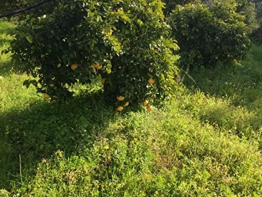 Immagine 14 di Terreno in vendita  in Contrada Pirainito a Rosolini