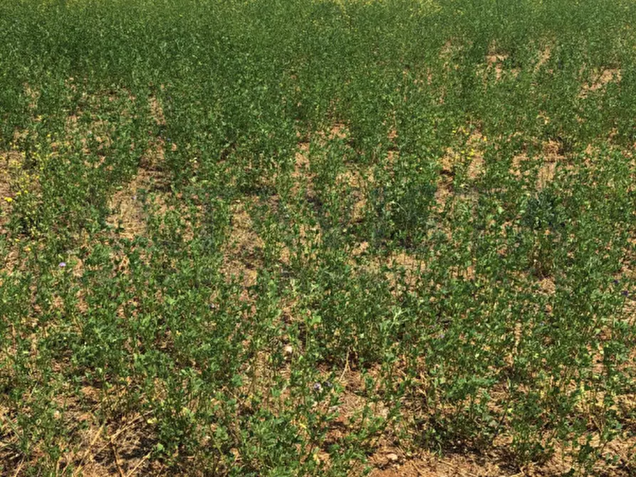 Immagine 6 di Terreno in vendita  in Via Borello a Bedizzole
