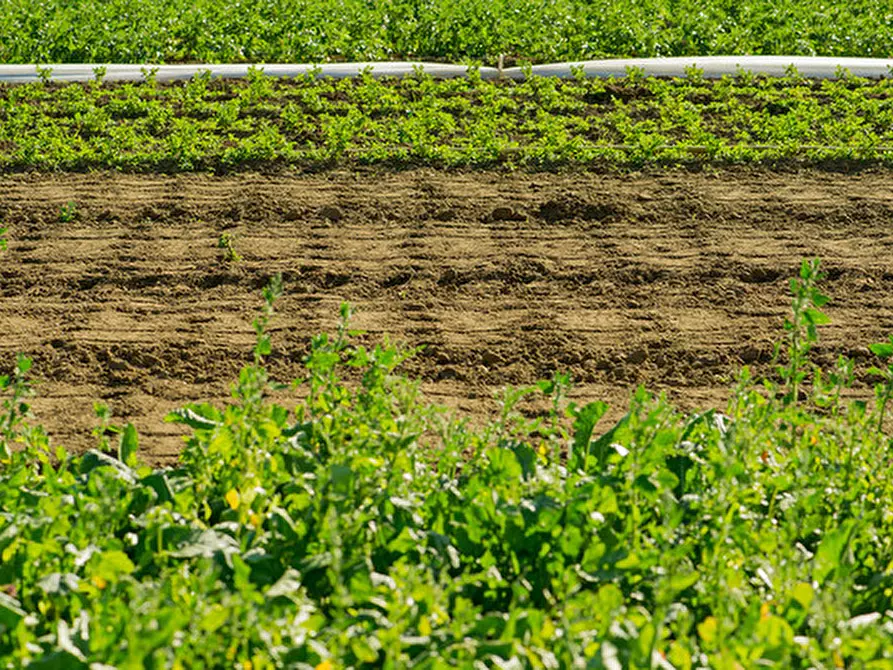 Immagine 1 di Terreno in vendita  a Monticello Conte Otto