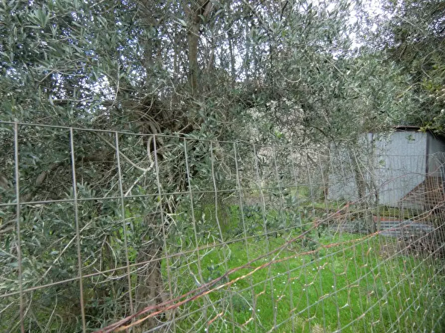 Immagine 3 di Terreno in vendita  in Via Fornello a Tuoro Sul Trasimeno